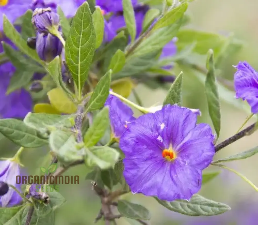 Lycianthes Lycoides Flower Seeds, Exotic and Rare Garden Blooms, Premium Seeds for Gardening - Image 4