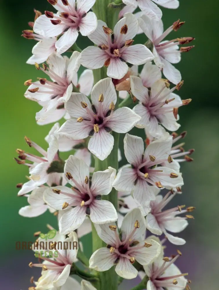 Lysimachia Ephemerum Flower Seeds, Elegant and Rare Garden, Premium Seeds for Gardening