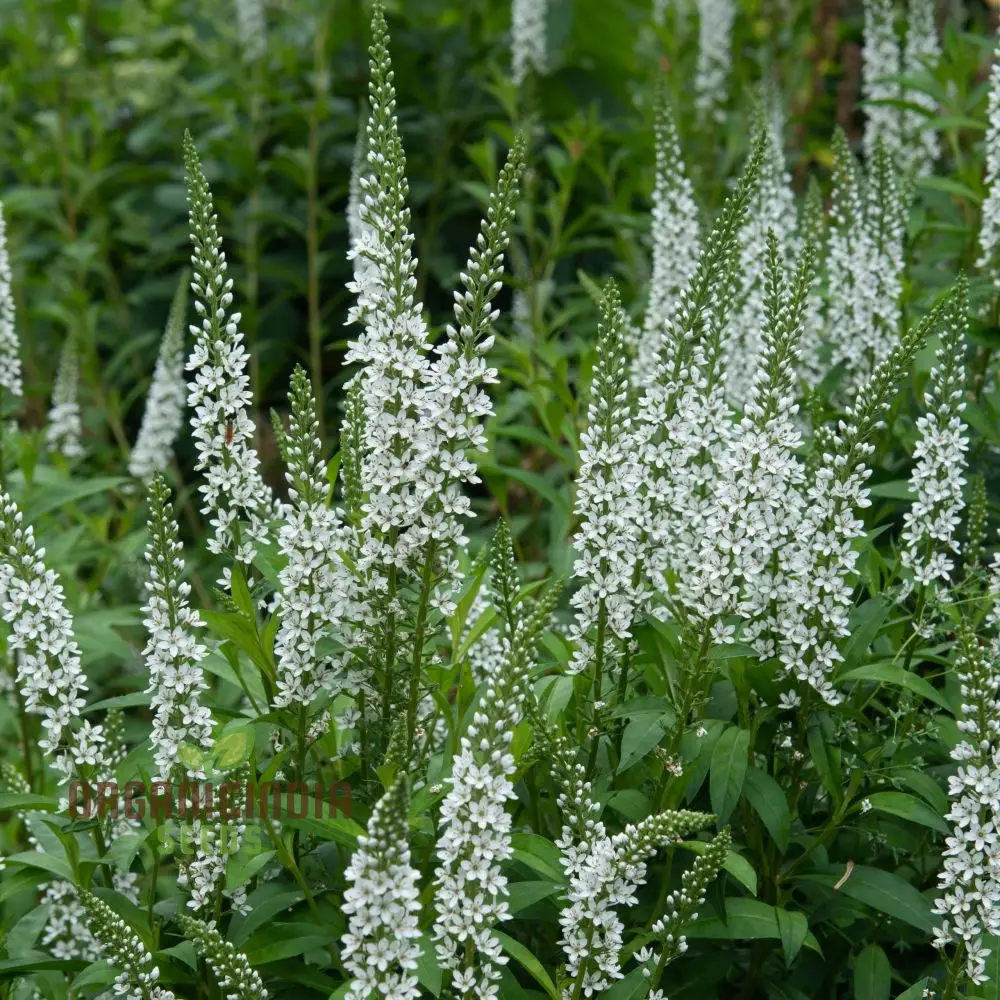 Lysimachia Ephemerum Flower Seeds, Elegant and Rare Garden, Premium Seeds for Gardening - Image 3