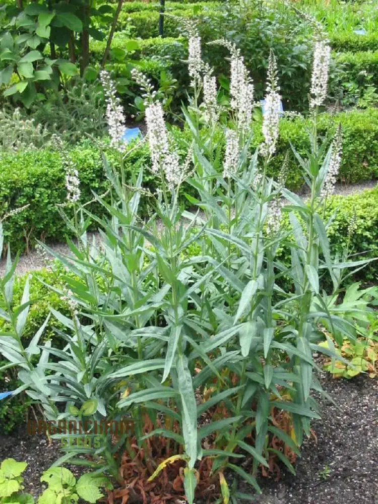 Lysimachia Ephemerum Flower Seeds, Elegant and Rare Garden, Premium Seeds for Gardening - Image 4