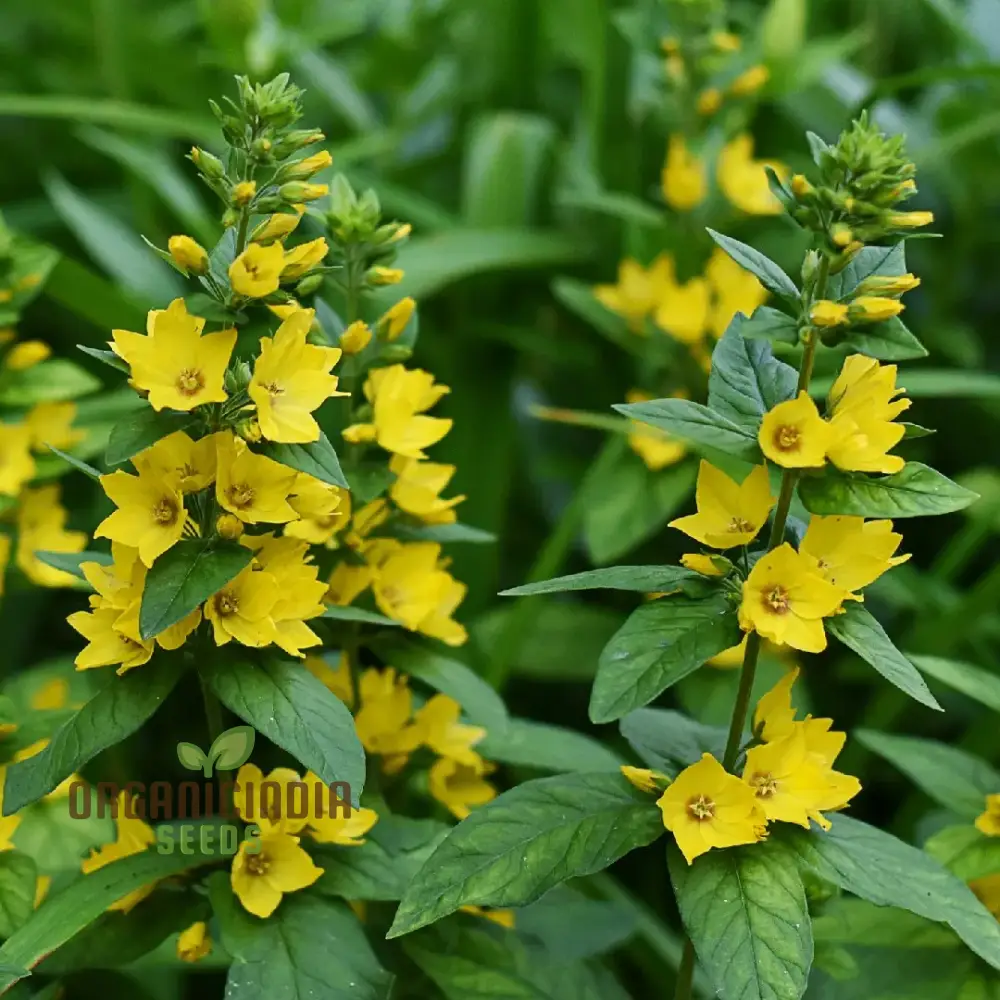 Lysimachia Punctata Flower Seeds, Vibrant and Hardy Garden Blooms, Premium Seeds for Gardening