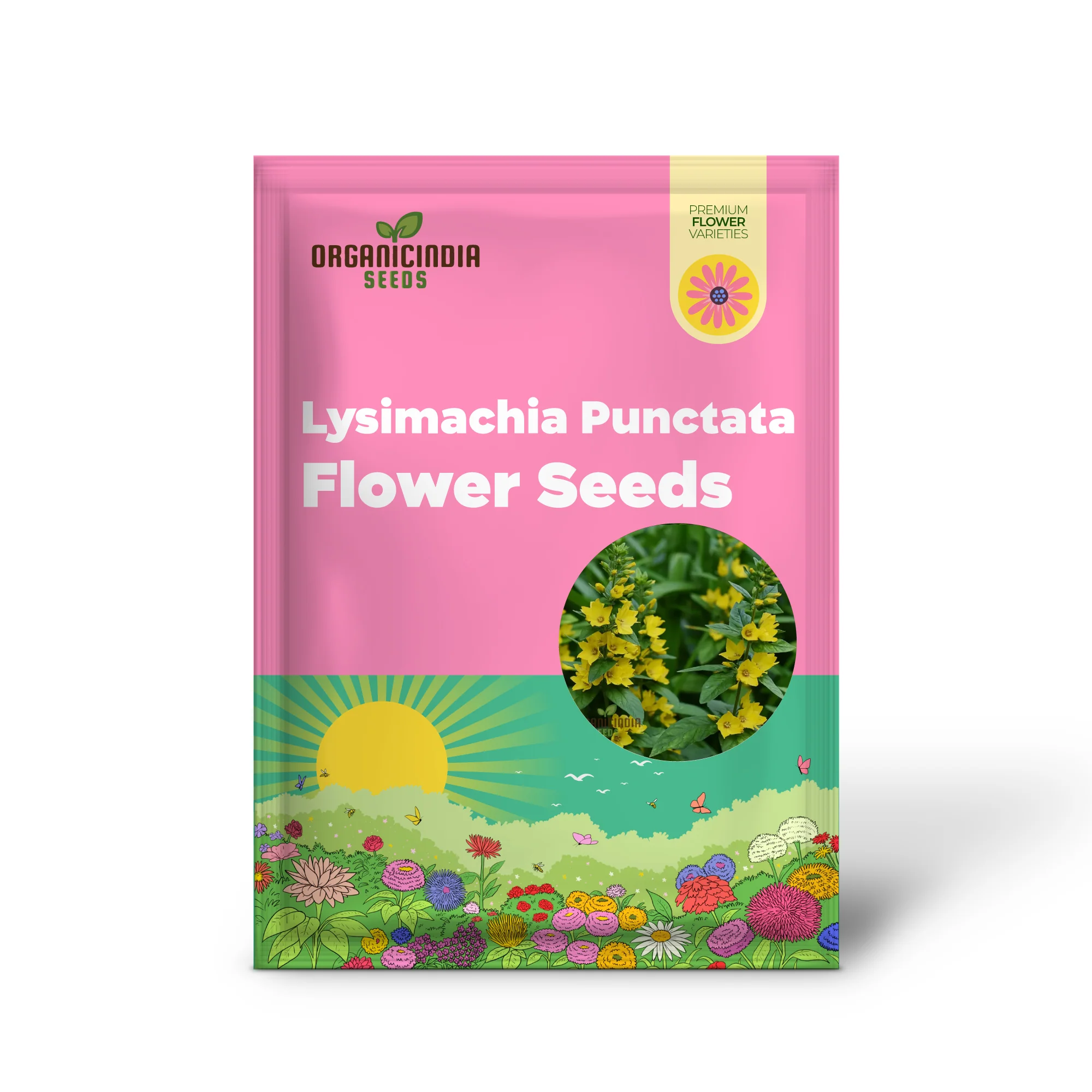 Lysimachia Punctata Flower Seeds, Vibrant and Hardy Garden Blooms, Premium Seeds for Gardening - Image 2
