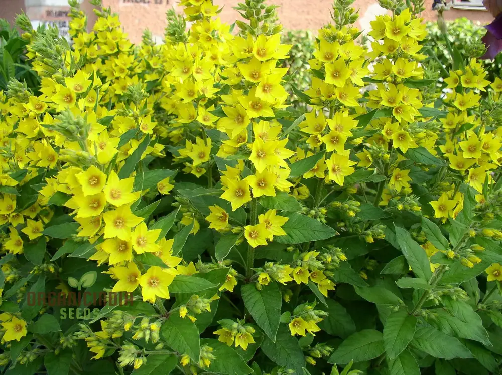 Lysimachia Punctata Flower Seeds, Vibrant and Hardy Garden Blooms, Premium Seeds for Gardening - Image 3