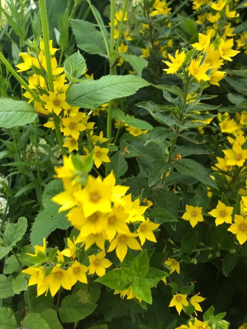 Lysimachia Punctata Flower Seeds, Vibrant and Hardy Garden Blooms, Premium Seeds for Gardening - Image 4