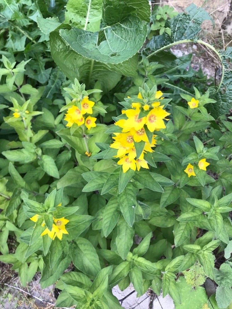 Lysimachia Punctata Flower Seeds, Vibrant and Hardy Garden Blooms, Premium Seeds for Gardening - Image 5