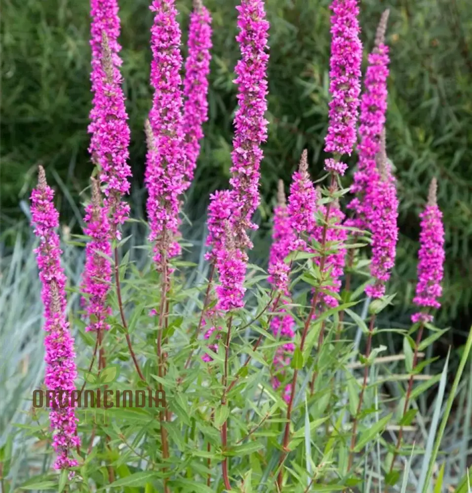 Lythrum Salicaria 'The Beacon' Seeds, Beautiful Blooms for Your Garden, Premium Seeds for Gardening