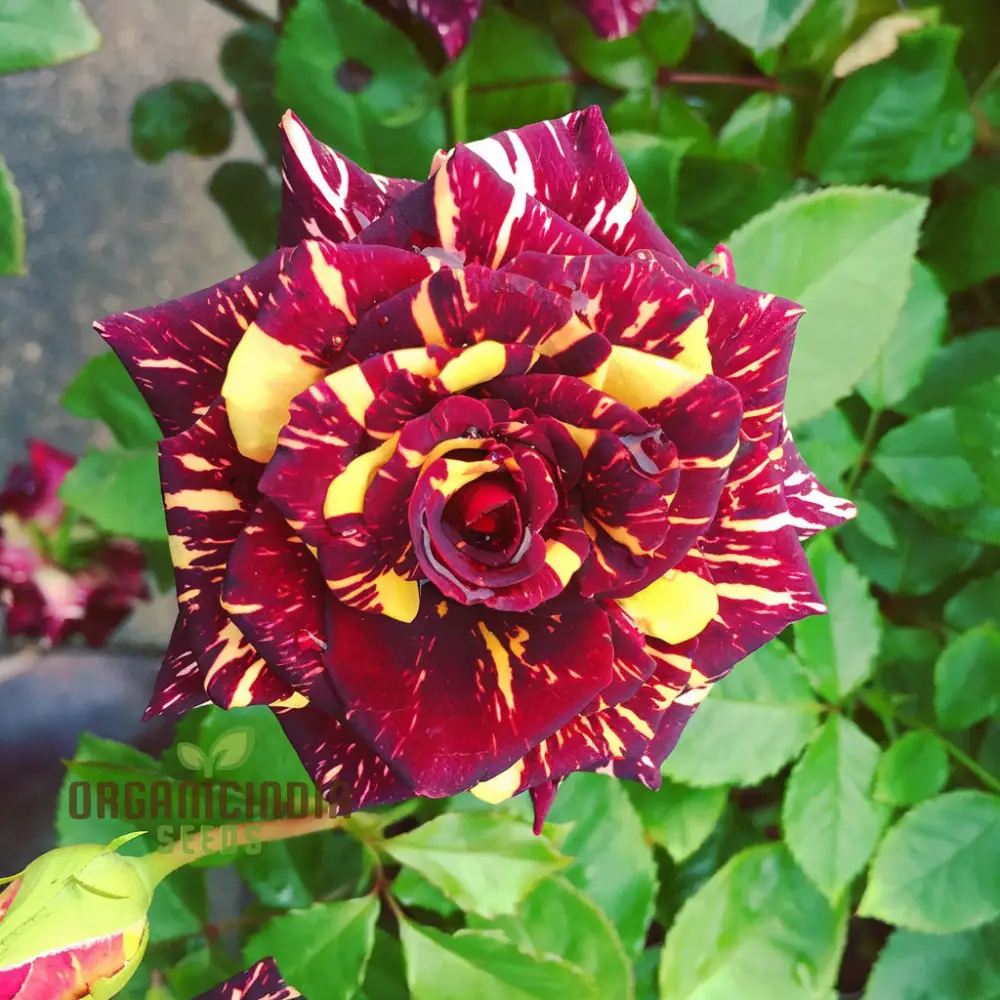 Ma Cherie Rose Seeds – Exquisite Garden Blooms
