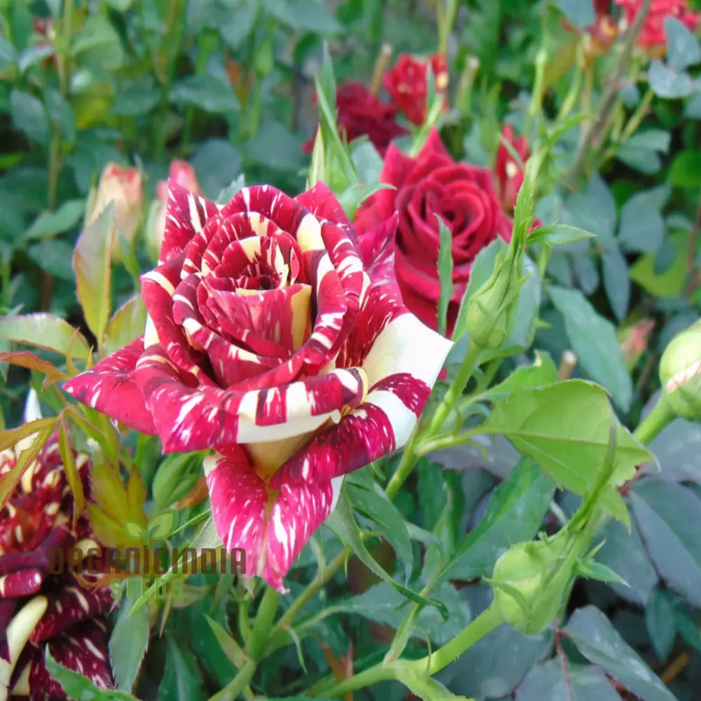Ma Cherie Rose Seeds – Exquisite Garden Blooms - Image 3