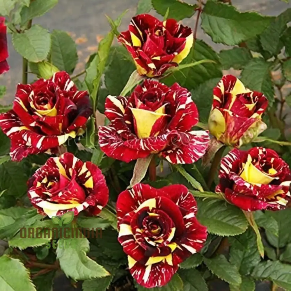 Ma Cherie Rose Seeds – Exquisite Garden Blooms - Image 4
