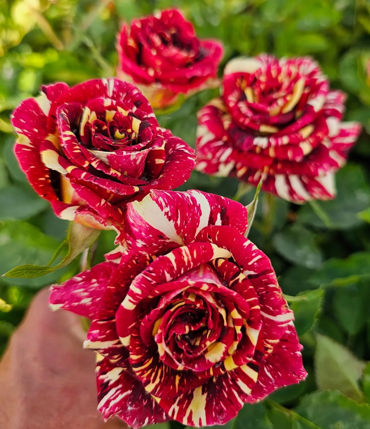 Ma Cherie Rose Seeds – Exquisite Garden Blooms - Image 5