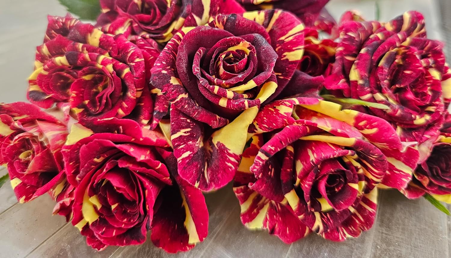 Ma Cherie Rose Seeds – Exquisite Garden Blooms - Image 6