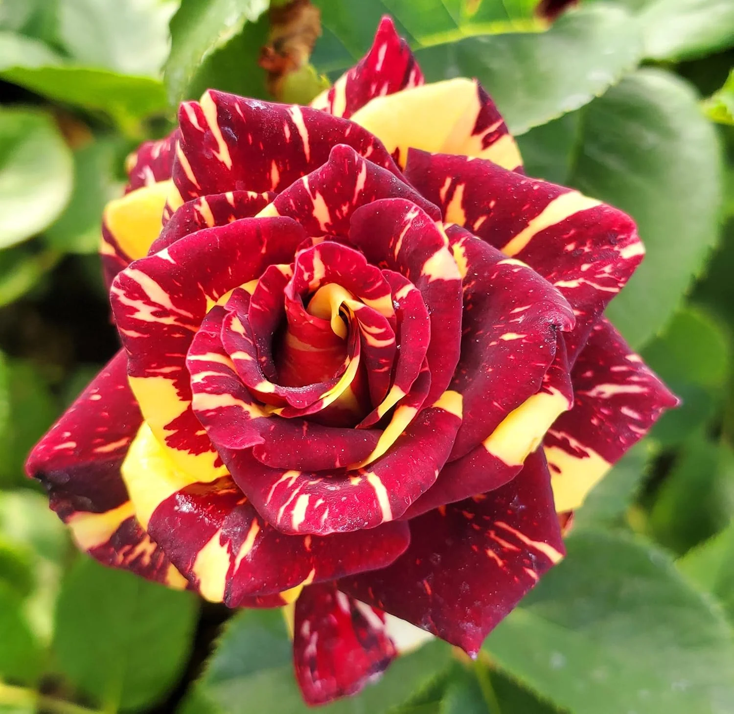 Ma Cherie Rose Seeds – Exquisite Garden Blooms - Image 8
