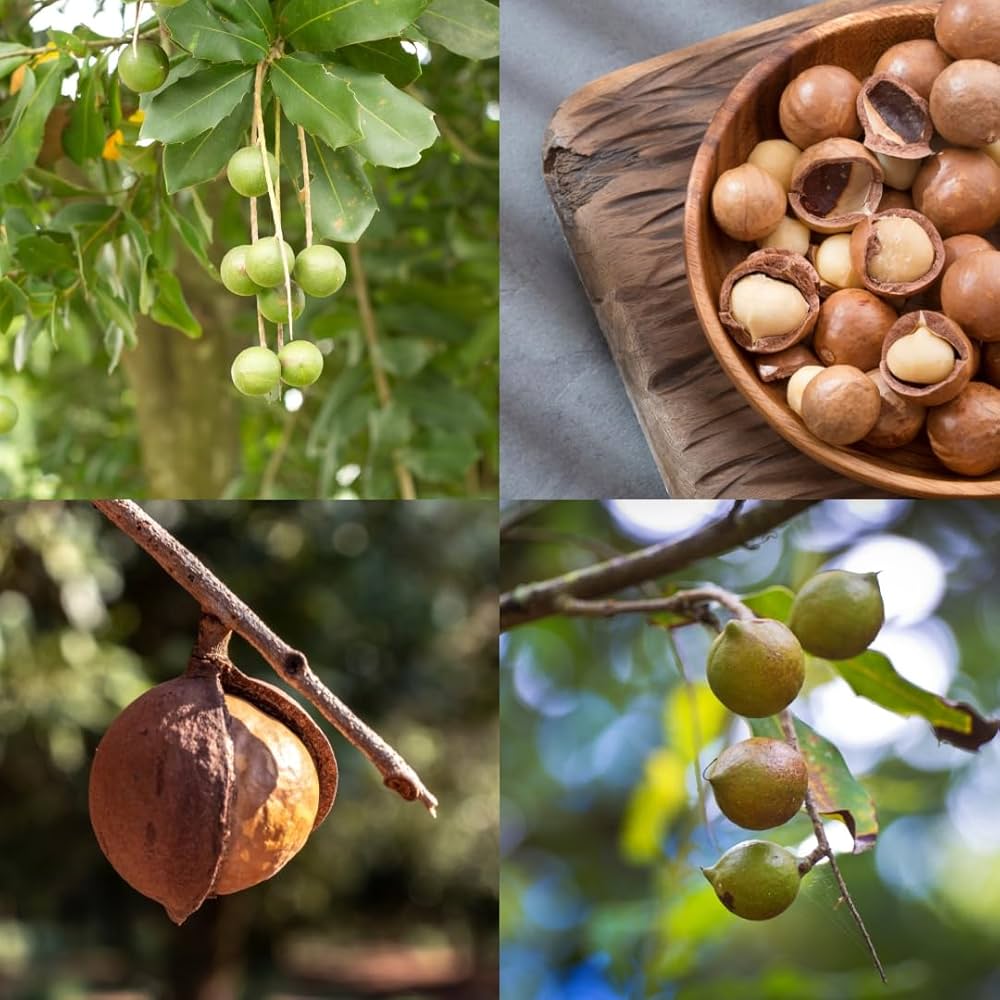 Macadamia Nut Tree Seeds