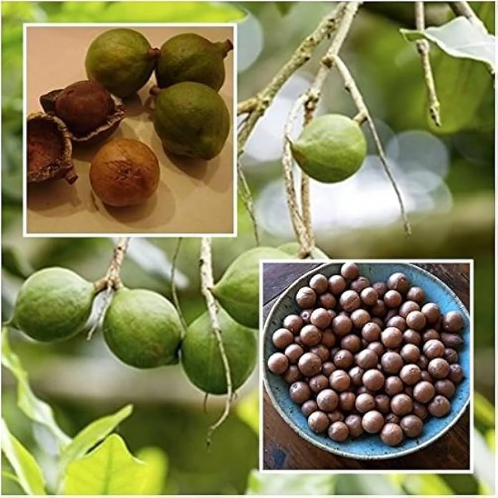 Macadamia Nut Tree Seeds - Image 3