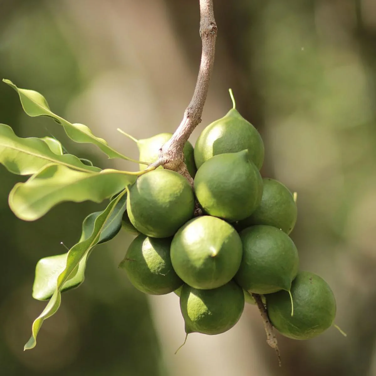 Macadamia Nut Tree Seeds - Image 4