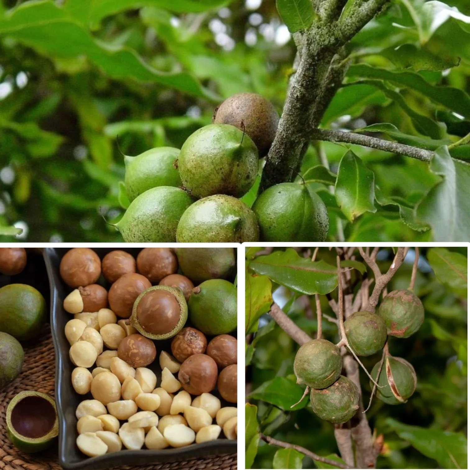 Macadamia Nut Tree Seeds - Image 5
