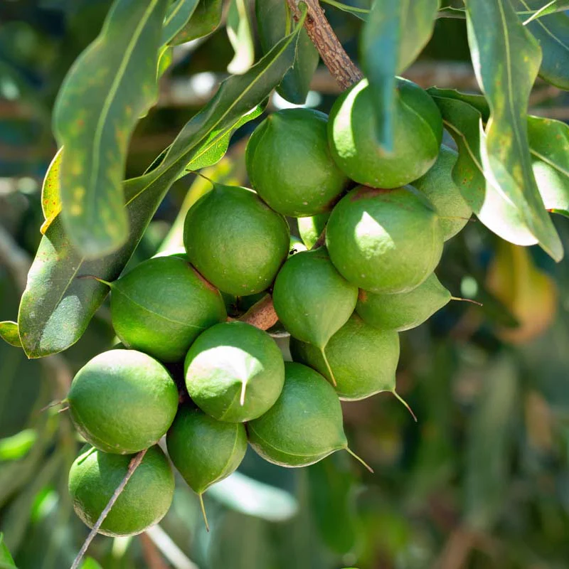 Macadamia Nut Tree (Macadamia integrifolia) – Seeds