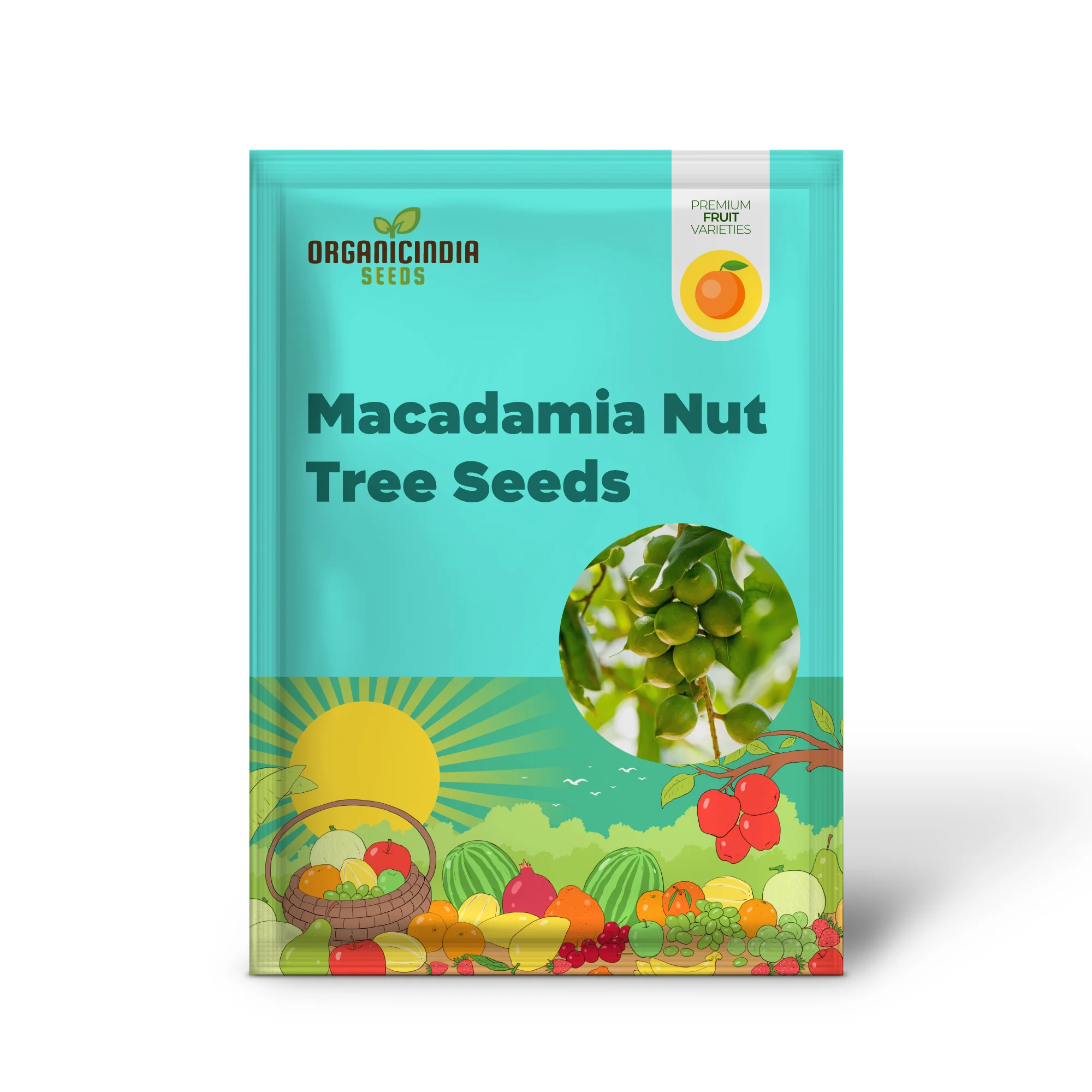 Macadamia Nut Tree (Macadamia integrifolia) – Seeds - Image 2