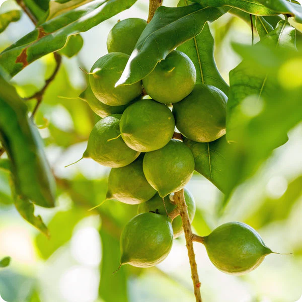 Macadamia Nut Tree (Macadamia integrifolia) – Seeds - Image 3