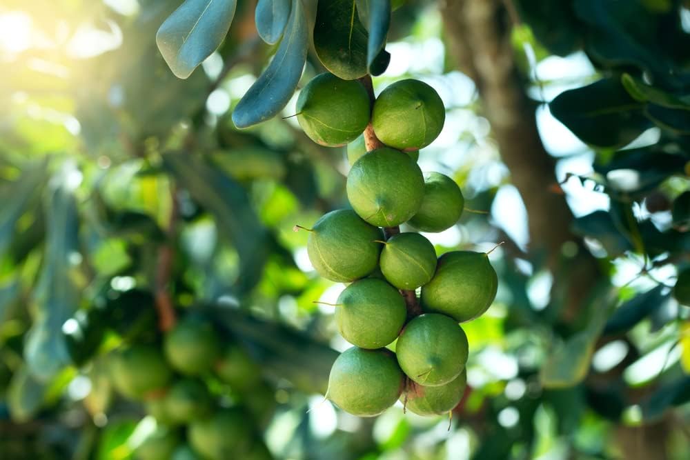 Macadamia Nut Tree (Macadamia integrifolia) – Seeds - Image 4
