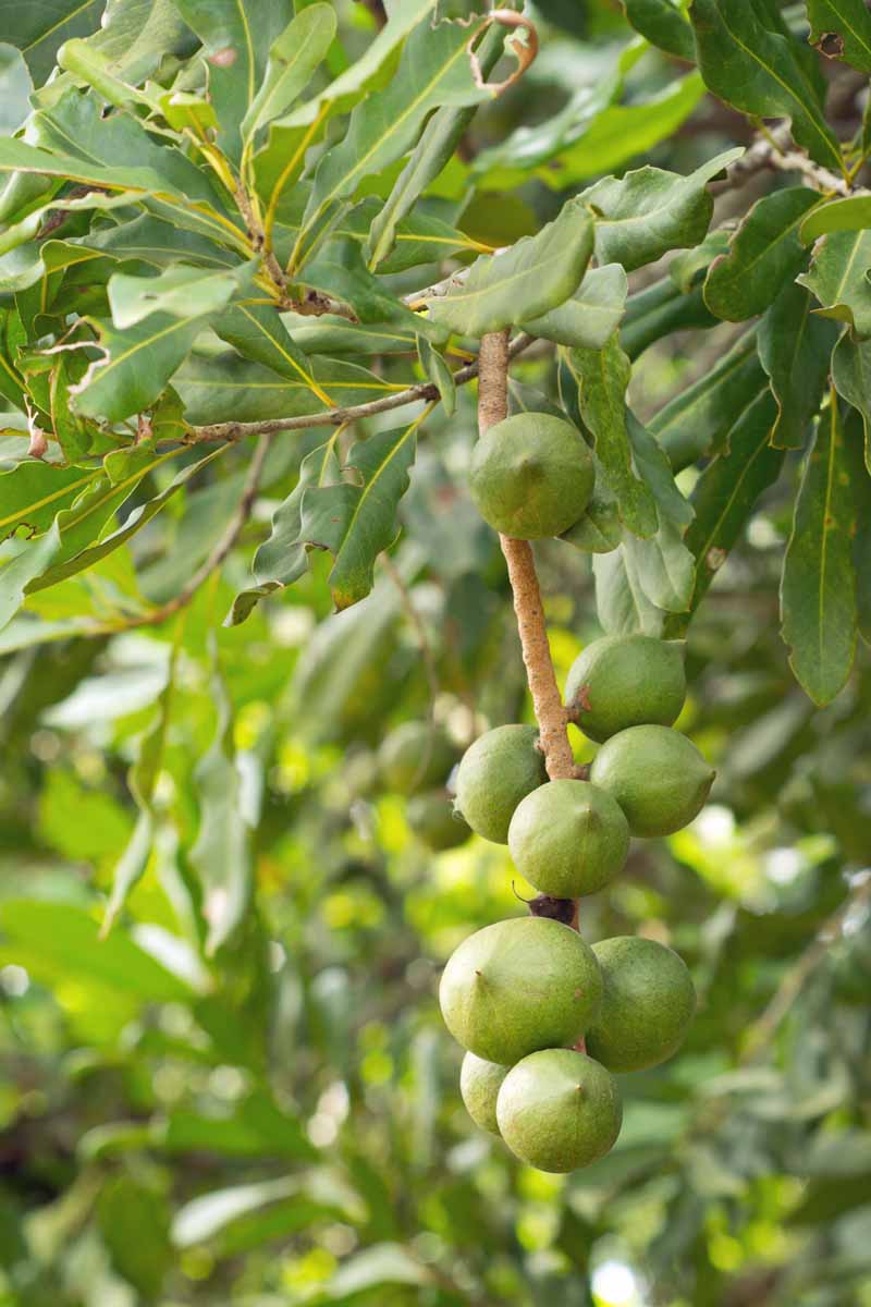 Macadamia Nut Tree (Macadamia integrifolia) – Seeds - Image 5