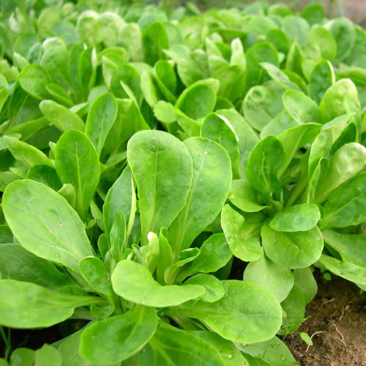 Mâche (Corn Salad) Lettuce Seeds – Tender & Nutritious Greens for Salads - Image 2