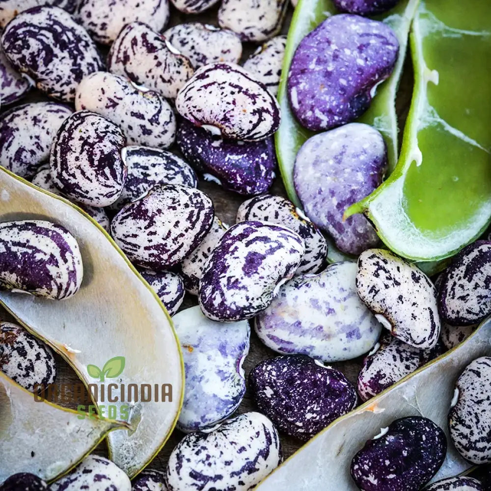Madagascar Bean Seeds for Planting - High-Quality Organic Seeds