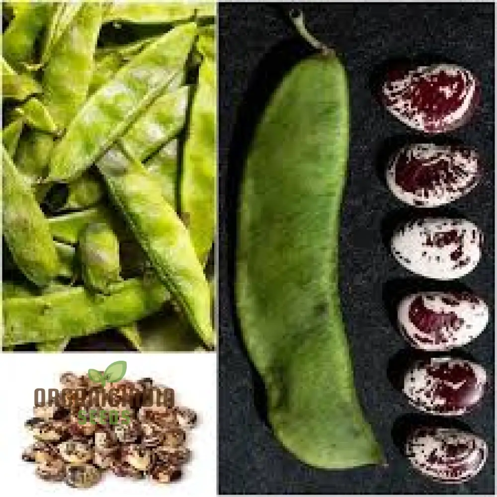 Madagascar Bean Seeds for Planting - High-Quality Organic Seeds - Image 3