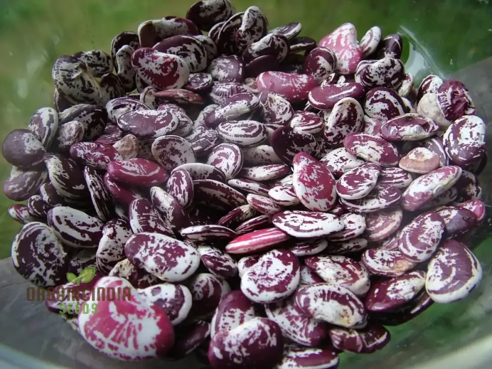 Madagascar Bean Seeds for Planting - High-Quality Organic Seeds - Image 4