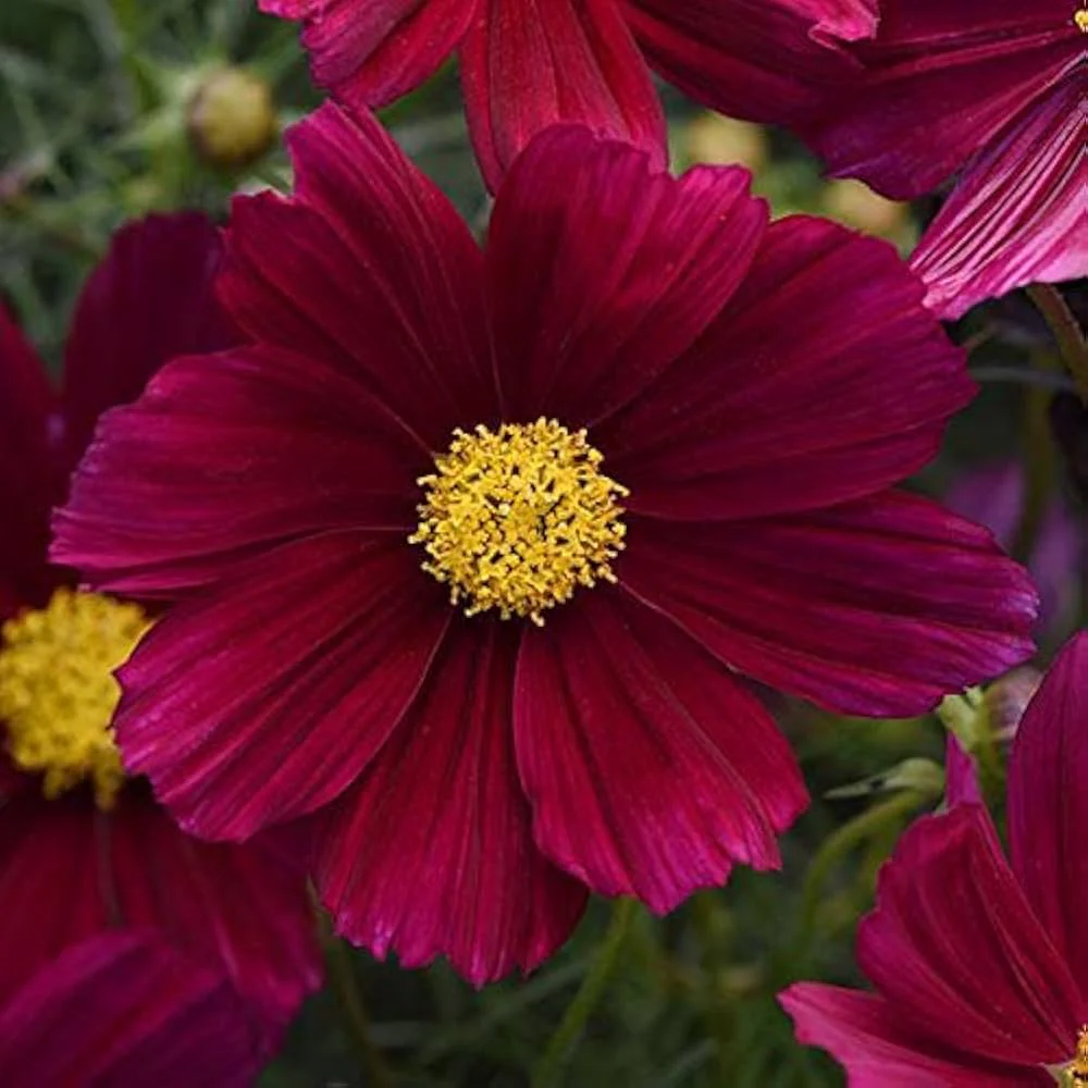 Magenta Cosmos Flower Seeds ,Bold & Striking Blooms for Your Garden