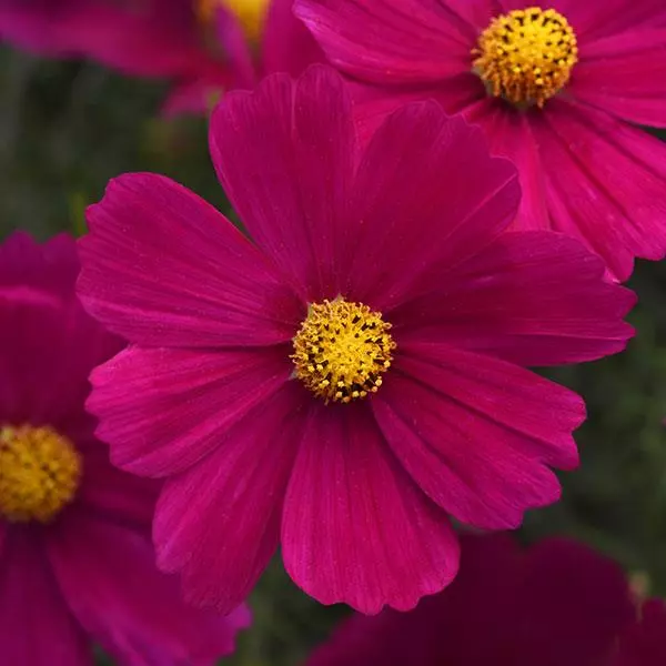 Magenta Cosmos Flower Seeds ,Bold & Striking Blooms for Your Garden - Image 2