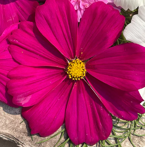 Magenta Cosmos Flower Seeds ,Bold & Striking Blooms for Your Garden - Image 3