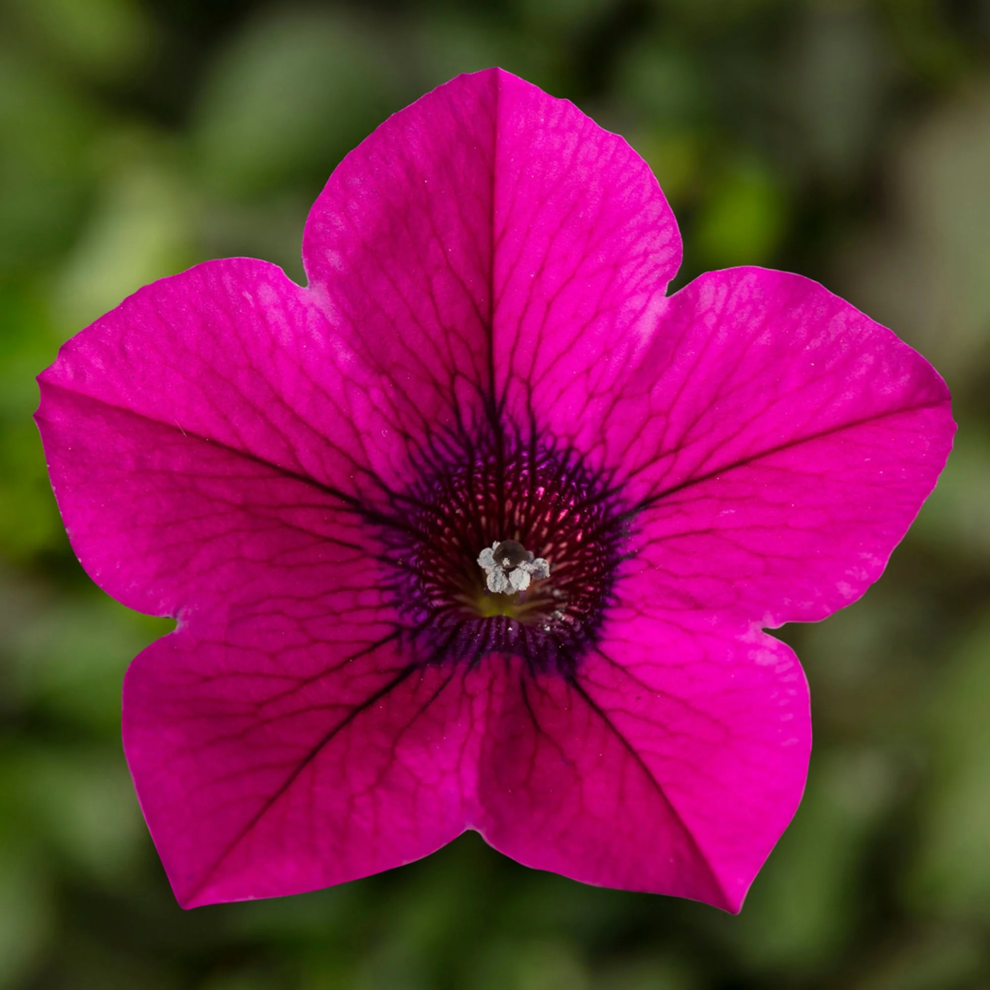 Magenta Petunia Seeds – Vibrant Garden Blooms for Beds & Hanging Baskets