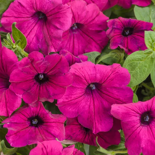 Magenta Petunia Seeds – Vibrant Garden Blooms for Beds & Hanging Baskets - Image 2