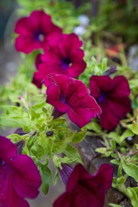 Magenta Petunia Seeds – Vibrant Garden Blooms for Beds & Hanging Baskets - Image 3