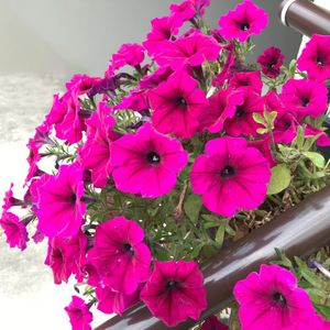 Magenta Petunia Seeds – Vibrant Garden Blooms for Beds & Hanging Baskets - Image 4