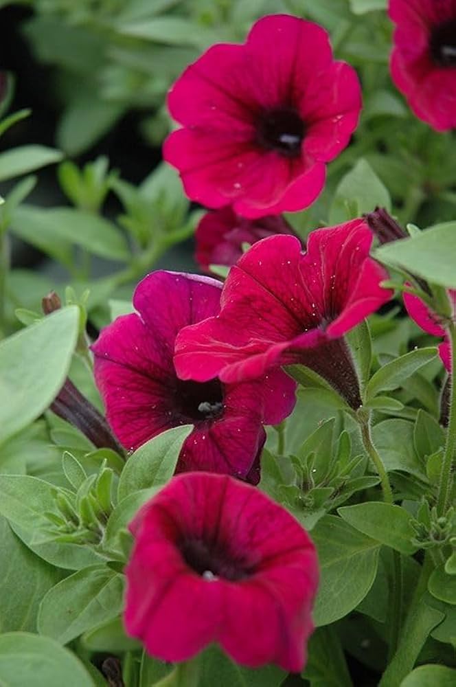 Magenta Petunia Seeds – Vibrant Garden Blooms for Beds & Hanging Baskets - Image 5