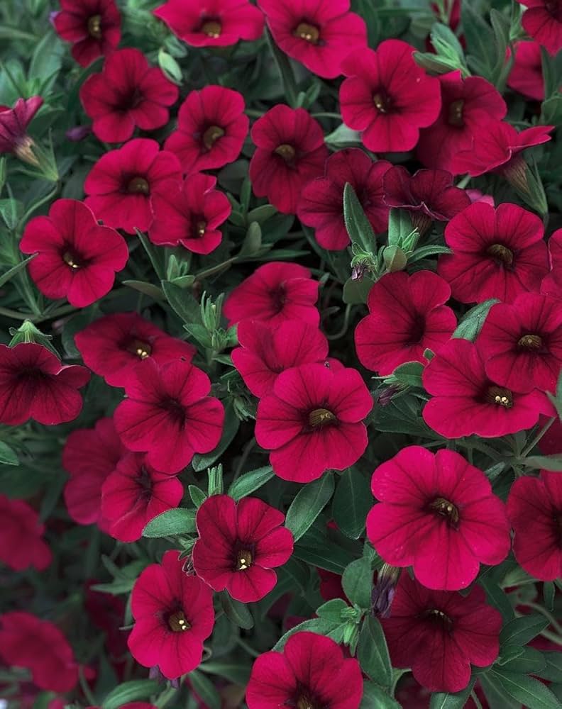 Magenta Petunia Seeds – Vibrant Garden Blooms for Beds & Hanging Baskets - Image 6