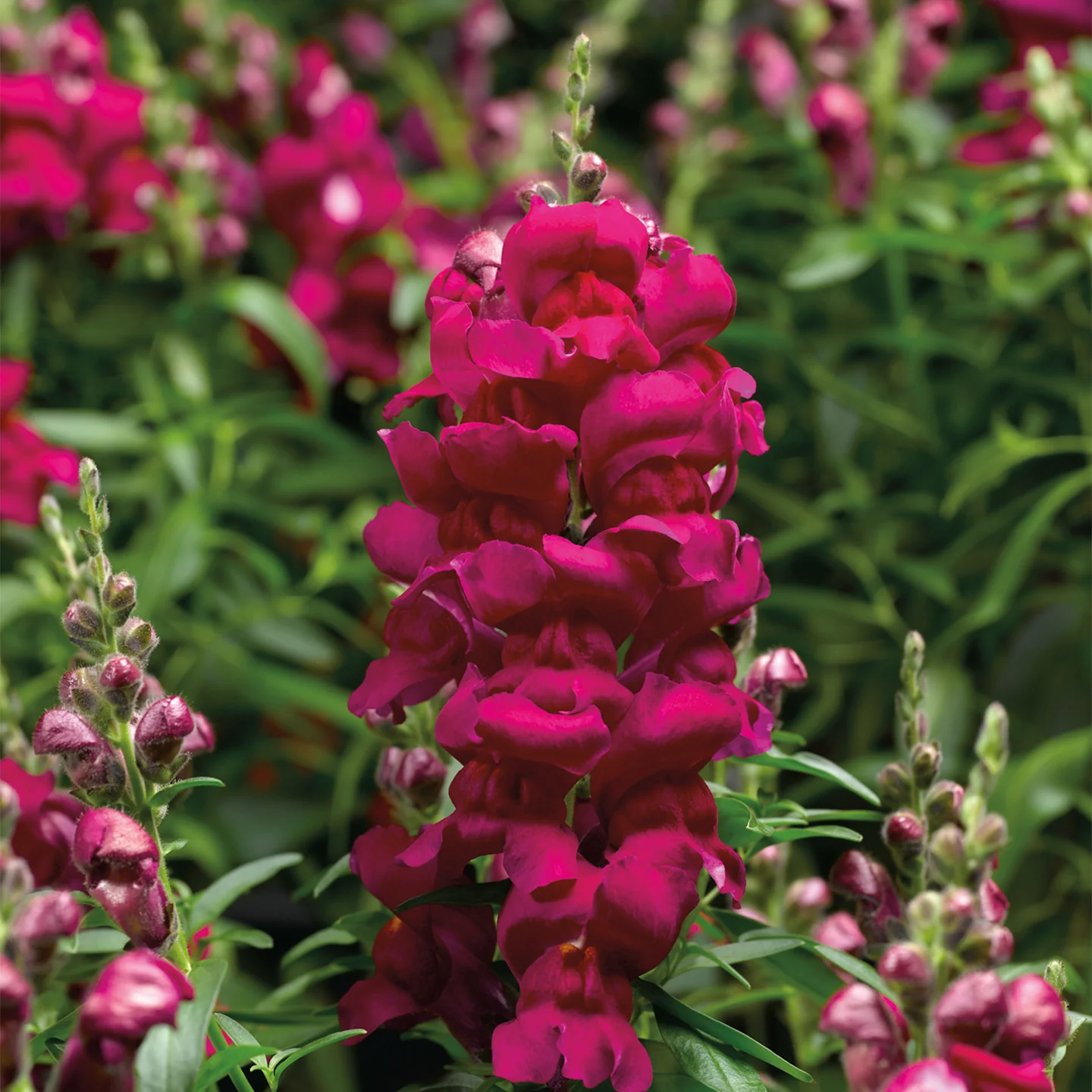 Magenta Snapdragon Flower Seeds , Bold & Vibrant Garden Blooms - Image 2