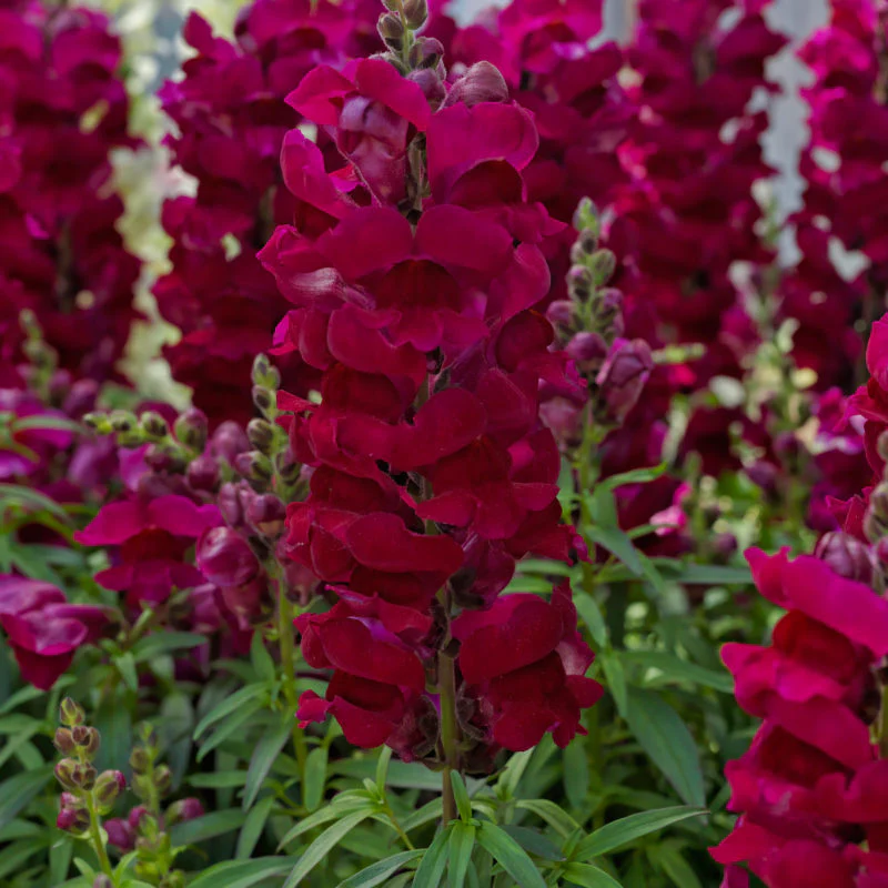 Magenta Snapdragon Flower Seeds , Bold & Vibrant Garden Blooms - Image 3