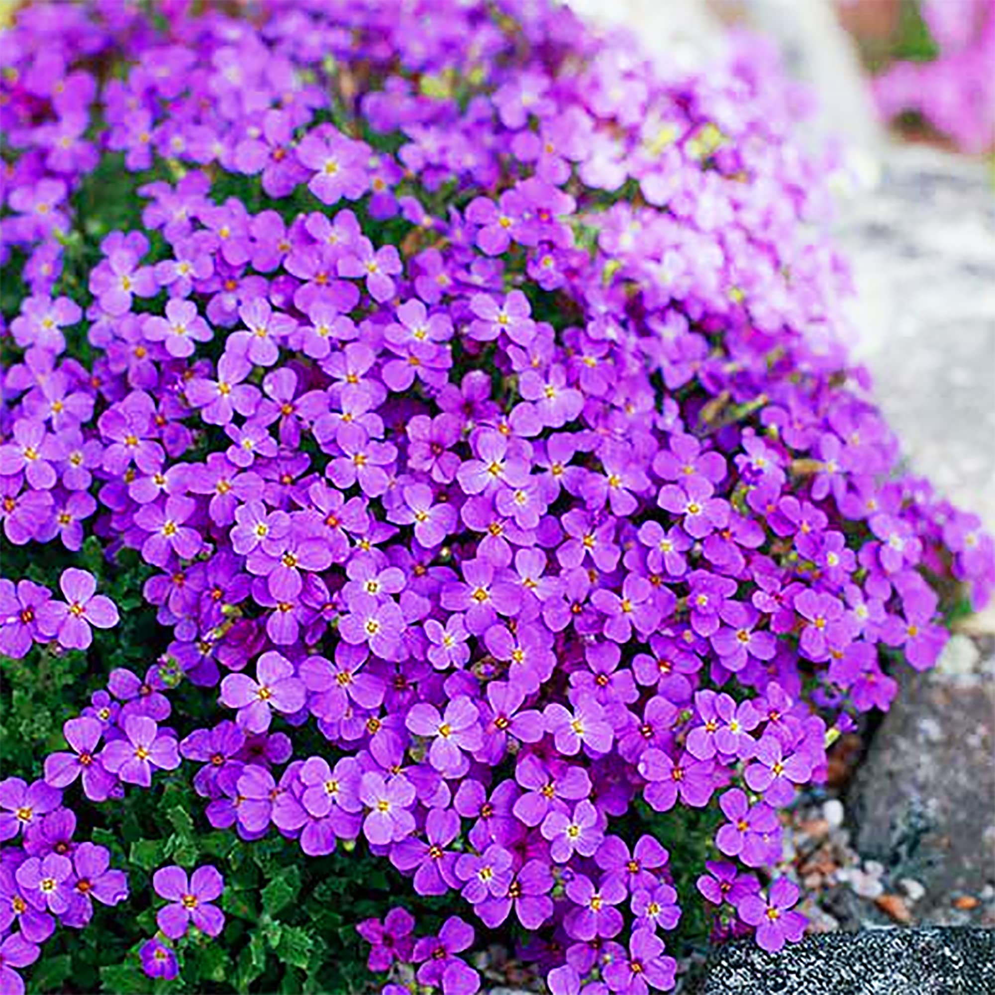 Magic Creeping Thyme Seeds Creeping Thyme Seeds Dwarf Ground Cover Plants Seeds Easy to Plant and Grow Non-GMO Seeds