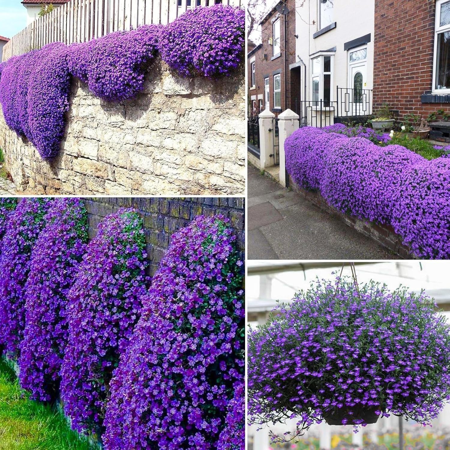 Magic Creeping Thyme Seeds Creeping Thyme Seeds Dwarf Ground Cover Plants Seeds Easy to Plant and Grow Non-GMO Seeds - Image 3