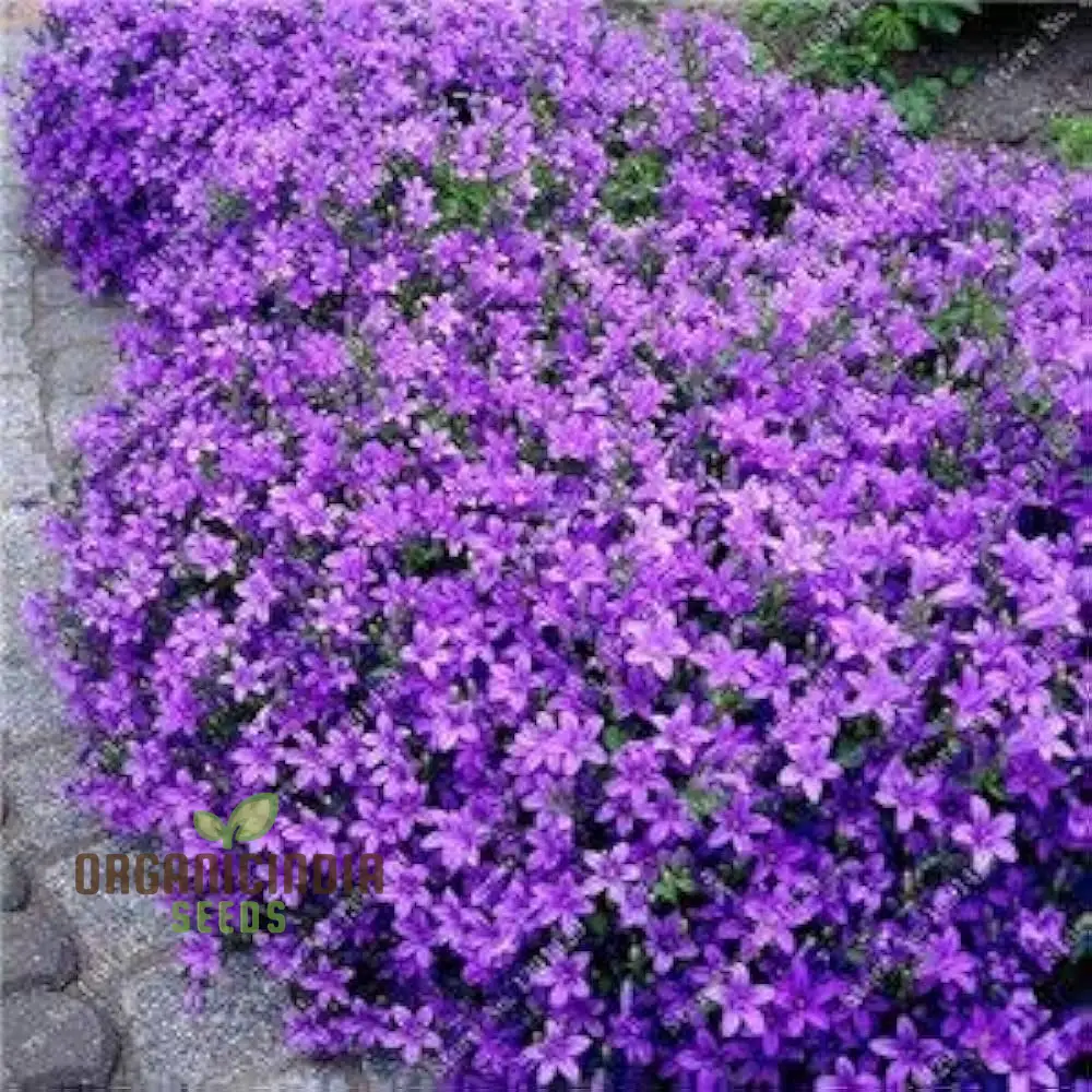 Magic Creeping Thyme Seeds Creeping Thyme Seeds Dwarf Ground Cover Plants Seeds Easy to Plant and Grow Non-GMO Seeds - Image 4