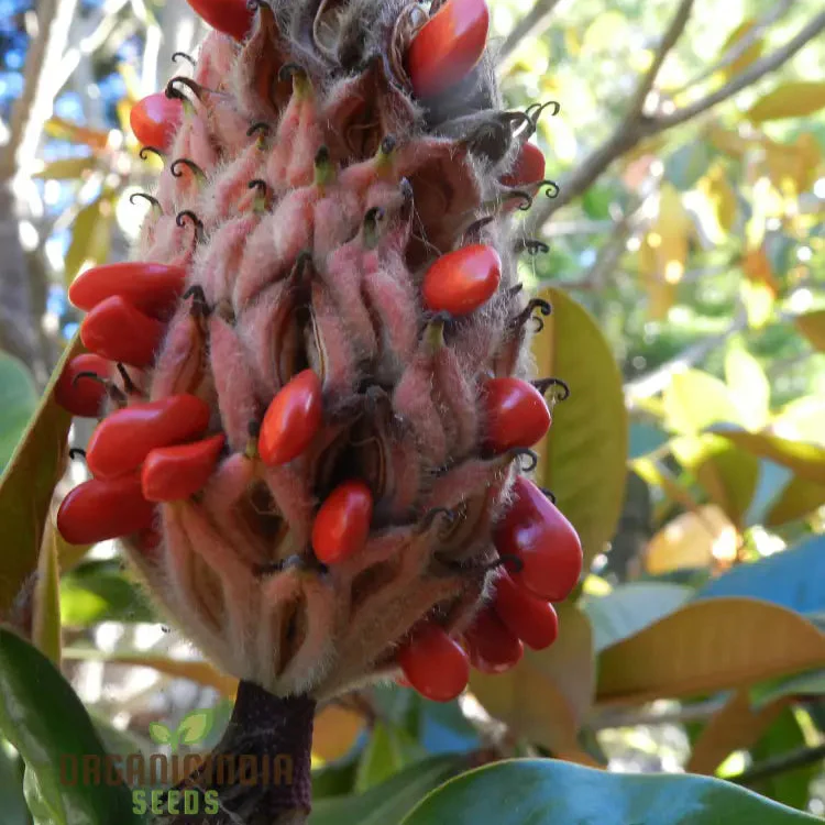 Discover the Elegance and Charm of Magnolia Fruit Seeds, Find High-Quality Seeds for Planting at Leading Garden Centers