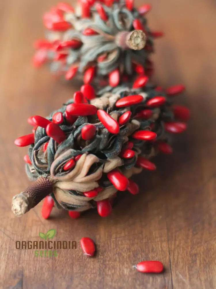 Discover the Elegance and Charm of Magnolia Fruit Seeds, Find High-Quality Seeds for Planting at Leading Garden Centers - Image 3