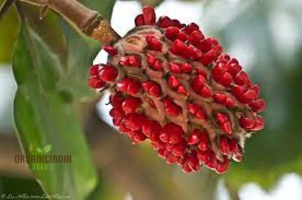 Discover the Elegance and Charm of Magnolia Fruit Seeds, Find High-Quality Seeds for Planting at Leading Garden Centers - Image 4