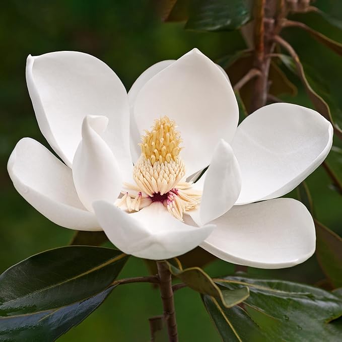 Magnolia Grandiflora Tree Seeds for Planting – Evergreen Flowering Shade Tree for Outdoor Gardens, Landscape Borders, Parks & Avenue Planting