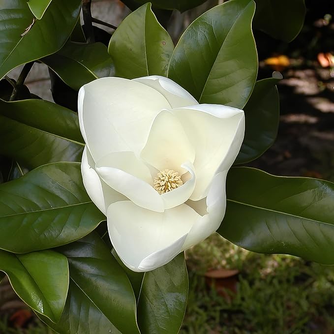 Magnolia Grandiflora Tree Seeds for Planting – Evergreen Flowering Shade Tree for Outdoor Gardens, Landscape Borders, Parks & Avenue Planting - Image 2
