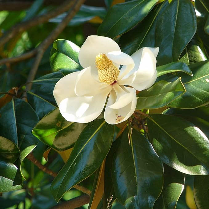 Magnolia Grandiflora Tree Seeds for Planting – Evergreen Flowering Shade Tree for Outdoor Gardens, Landscape Borders, Parks & Avenue Planting - Image 6