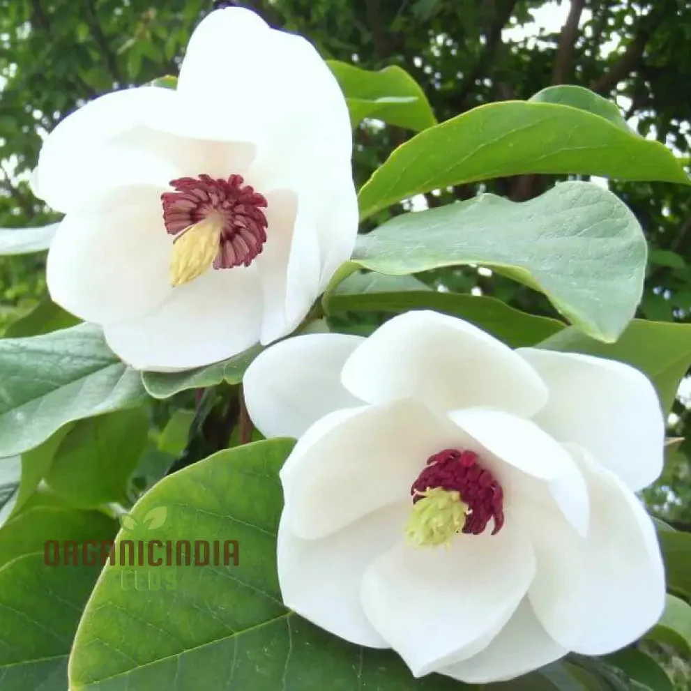 Magnolia Sieboldii Flower Seeds for Planting, Premium Seeds for Gardening